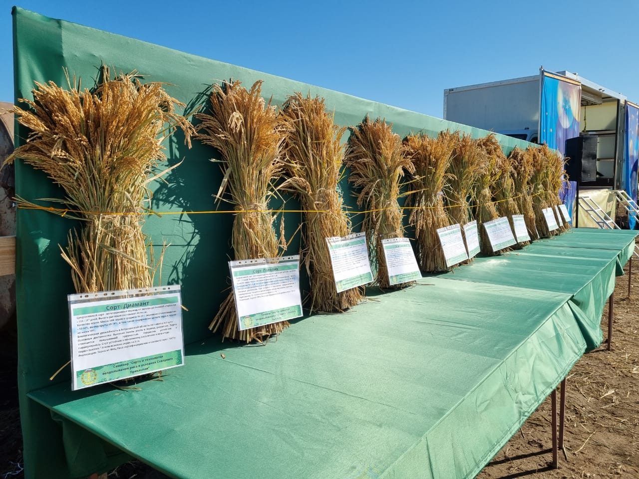 В сентябре был собран рекордный урожай. Астраханский рисовод. Сельское хозяйство Астраханской области. Выращивания риса в Астраханской. Астрахань рисовые поля.
