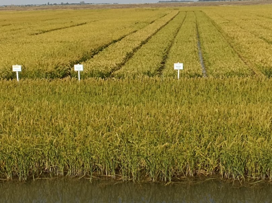 День поля риса пройдёт 2 сентября
