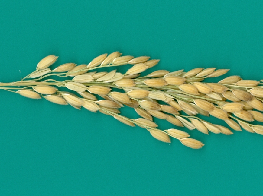 АПОЛЛОН фото 1