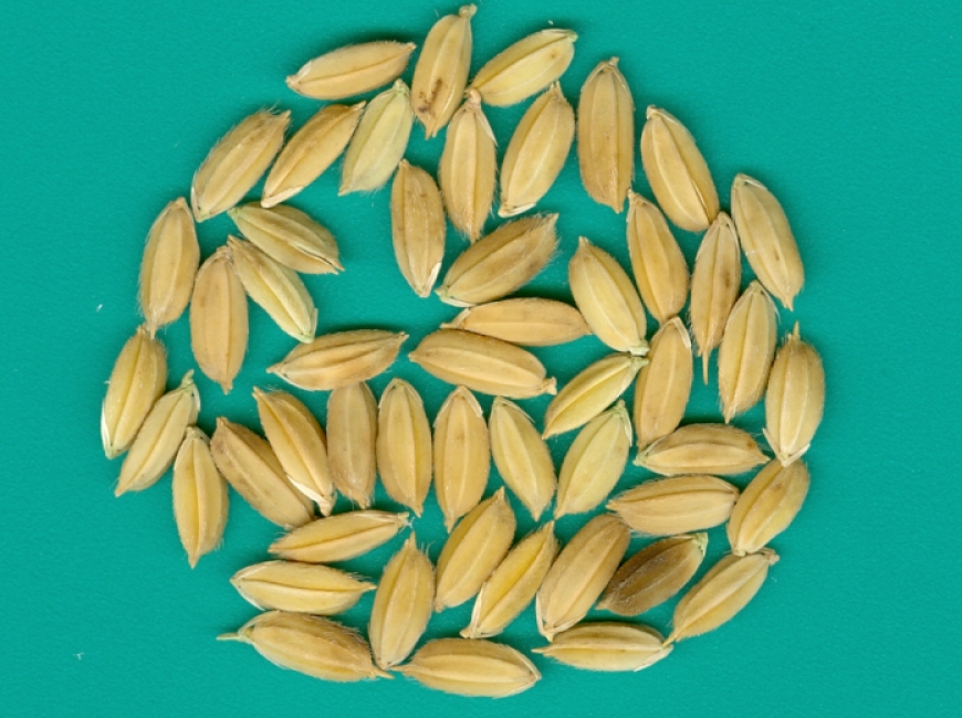 АПОЛЛОН фото 2